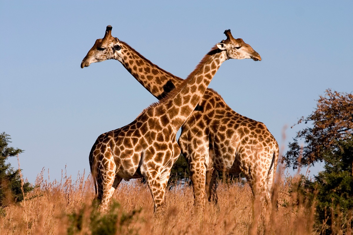 more about giraffe