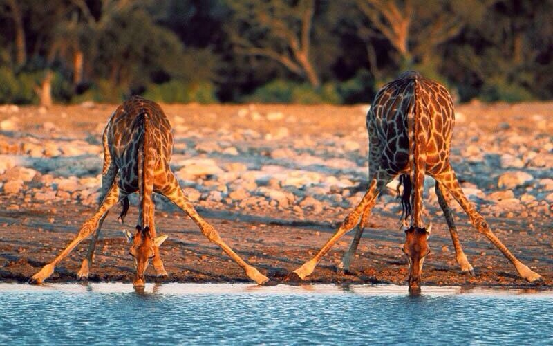 what do giraffe drink